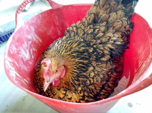 A brown and black hen sitting comfortably in a red bucket.