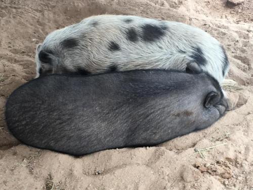Two pigs, one spotted and one black, are curled up together on the ground, resting peacefully.