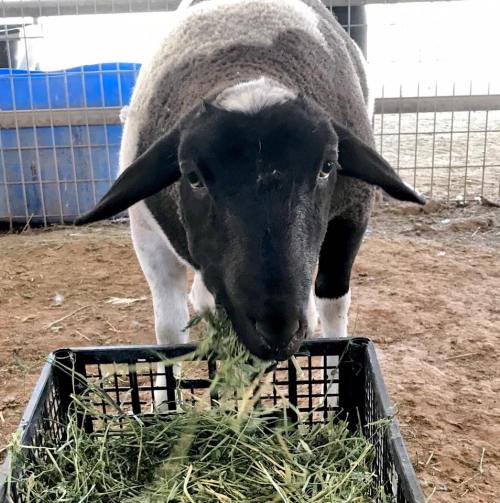 A sheep with a black face and white body eating hay from a black feeding trough in a barn setting.