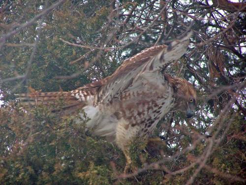 A hawk perched on a tree branch, wings partially spread, surrounded by green foliage.