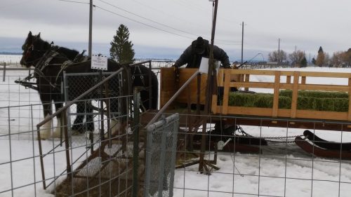 A person prepares a hay wagon pulled by two horses in a snowy landscape, with fences and trees in the background.
