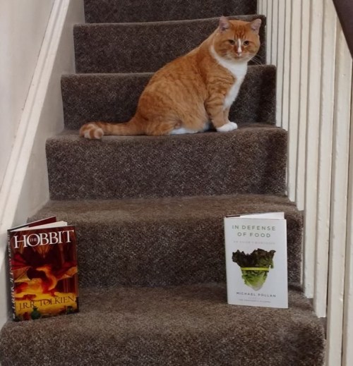An orange cat sits on carpeted stairs beside two books: "The Hobbit" and "In Defense of Food."