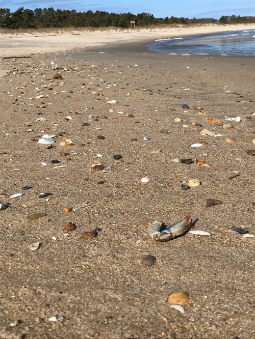 A sandy beach scattered with seashells and a small crab, with gentle waves lapping at the shore in the background.