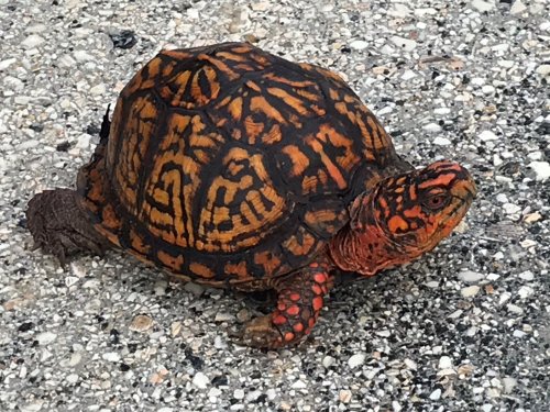 A colorful turtle with orange and black patterns crawls across a gravel surface.