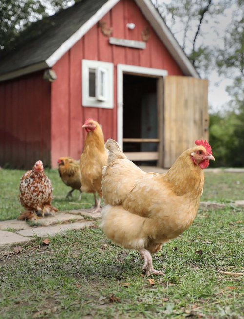 Four chickens roam in front of a red barn, with one prominently in the foreground and trees in the background.