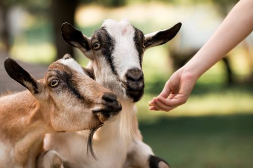 Two goats curiously approach a hand reaching out to feed them in a sunny outdoor setting.
