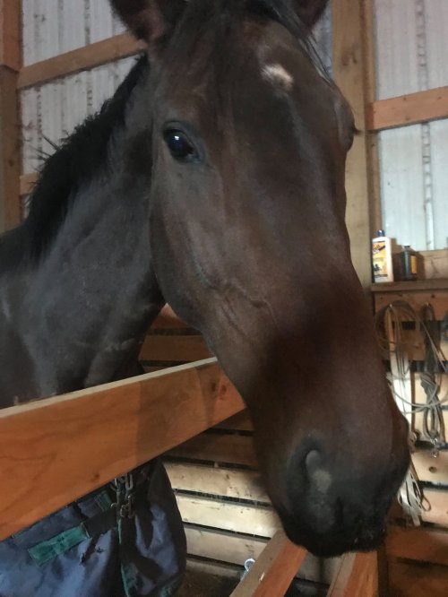 A close-up of a brown horse's head peering over a wooden stall in a barn.