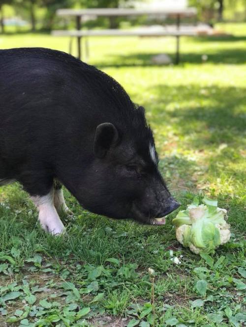 A black pig is eating a piece of cabbage on green grass in a sunny outdoor setting.