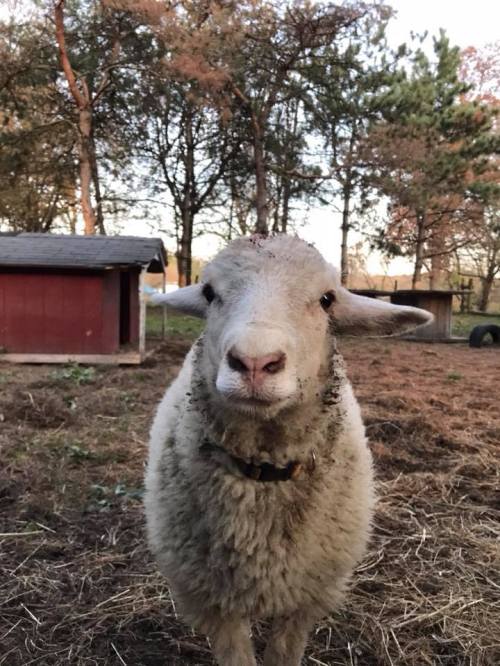 A close-up of a sheep standing in a grassy area, with trees and a small shed in the background.