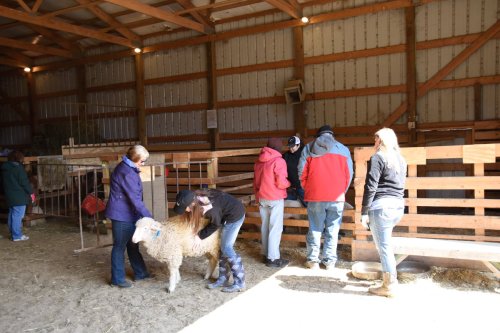 People interacting with sheep in a barn, with some tending to the animals and others observing.