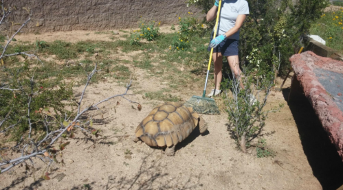 A person rakes the ground near a large tortoise in a sandy outdoor area with sparse vegetation.