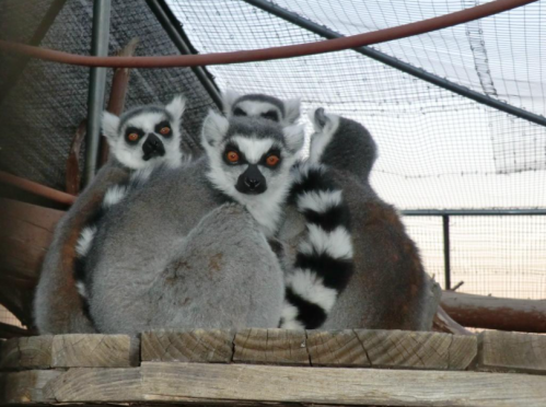 A group of lemurs with distinctive black and white markings resting together on a wooden platform.