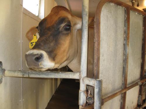 A brown cow with a yellow ear tag peeks through a metal gate in a barn.