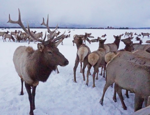 A herd of elk stands in a snowy landscape, with some grazing and others facing away, under a cloudy sky.