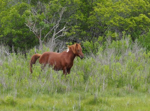 A brown horse stands among tall green grass and shrubs in a natural setting.