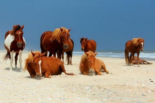 A group of horses with flowing manes resting on a sandy beach under a blue sky.