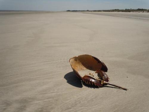 A horseshoe crab shell lies on a sandy beach, with a clear sky and distant shoreline in the background.