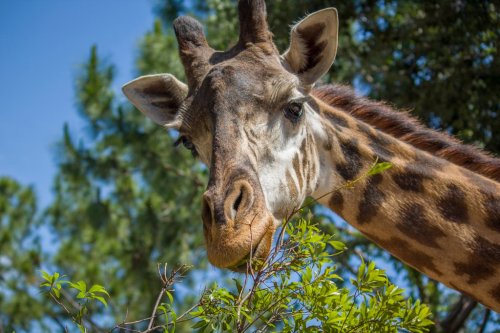 A close-up of a giraffe eating leaves, with a clear blue sky and trees in the background.