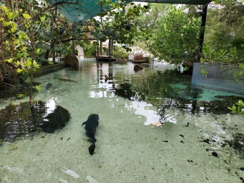 A serene water feature surrounded by lush greenery, with clear water reflecting the plants above.