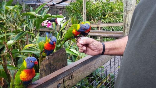 A person feeding colorful lorikeets in a lush, green environment with other visitors in the background.