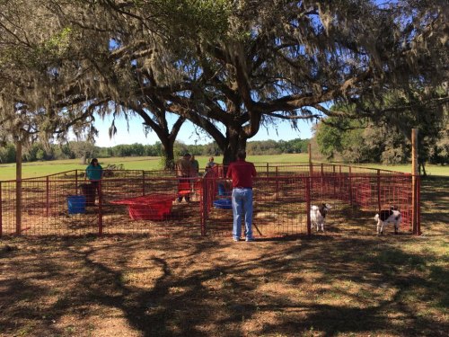 People working in a fenced area under a large tree, with dogs nearby and tools scattered around.