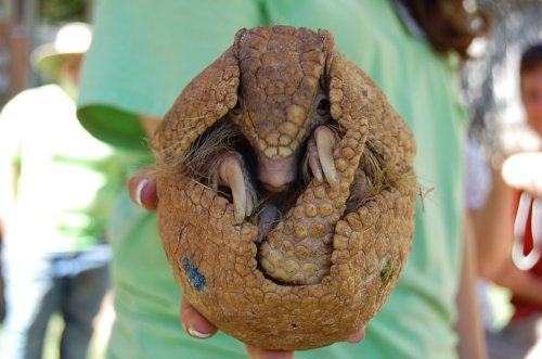 A person holds a unique, round creature with a textured, scaly shell and small limbs peeking out.