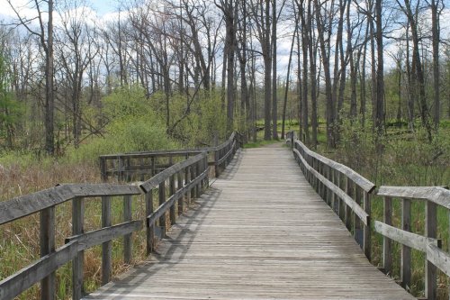 A wooden boardwalk leads through a serene forest with bare trees and budding greenery under a cloudy sky.