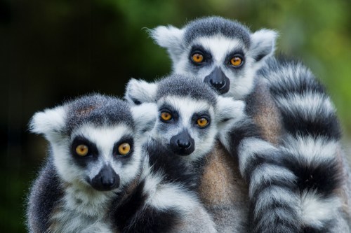 Three ring-tailed lemurs with striking orange eyes and distinctive black and white fur, perched closely together.