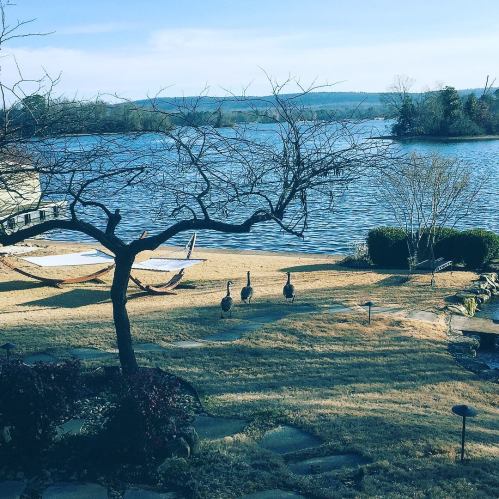 A serene lakeside view with a bare tree, three geese on the lawn, and hammocks in the background under a clear sky.
