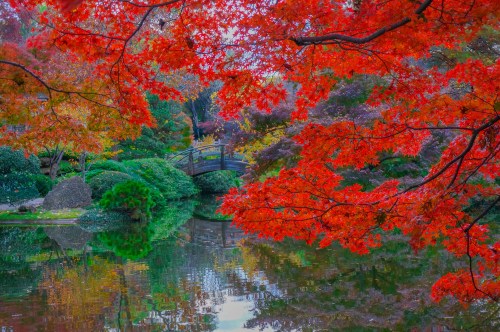 A serene garden scene with vibrant red autumn leaves, a wooden bridge, and a reflective pond surrounded by greenery.
