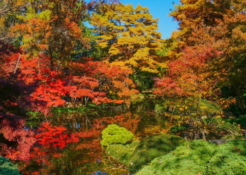 A serene garden scene with vibrant autumn foliage reflecting in a calm pond under a clear blue sky.