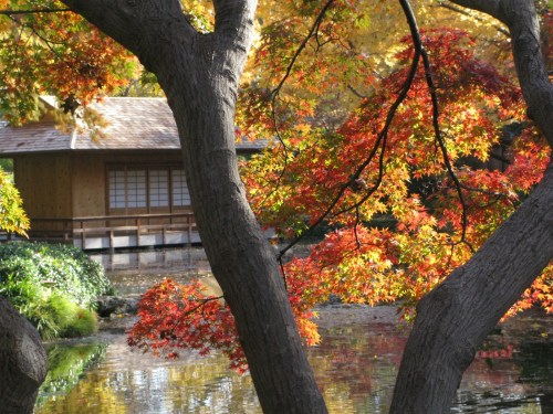 A serene scene of vibrant red leaves framing a tranquil pond and a wooden structure in the background.