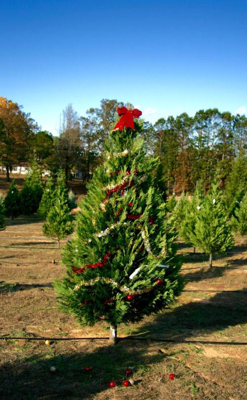 A decorated Christmas tree with a red bow stands in a field surrounded by other trees under a clear blue sky.