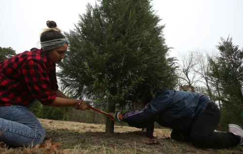 Two people cut down a Christmas tree in a field, one holding a saw while the other supports the tree.
