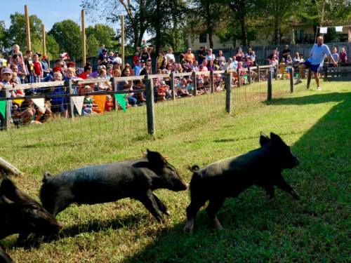Three pigs running in a field with a crowd of spectators watching from behind a fence on a sunny day.