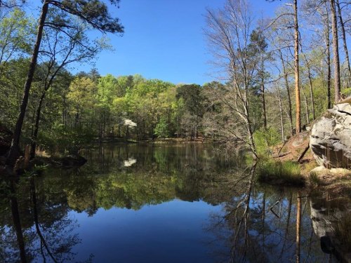 A serene pond surrounded by trees, reflecting the blue sky and greenery on a sunny day.