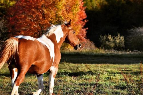 A brown and white horse stands in a grassy field with vibrant autumn trees in the background.