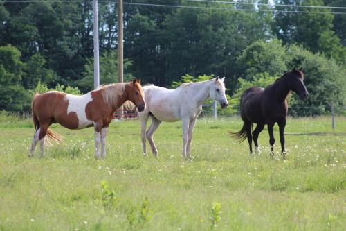 Three horses stand in a green field, one brown and white, one gray, and one solid black, with trees in the background.