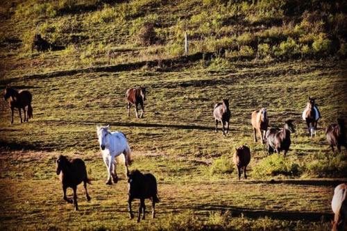 A herd of horses grazing on a lush green hillside under soft sunlight.