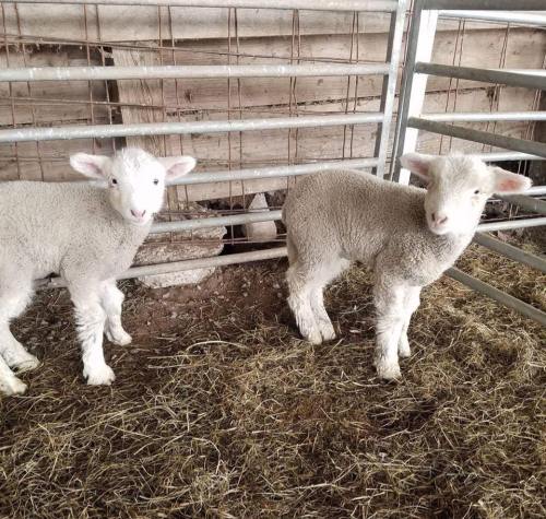 Two fluffy lambs standing in a barn, surrounded by straw and wooden fencing.