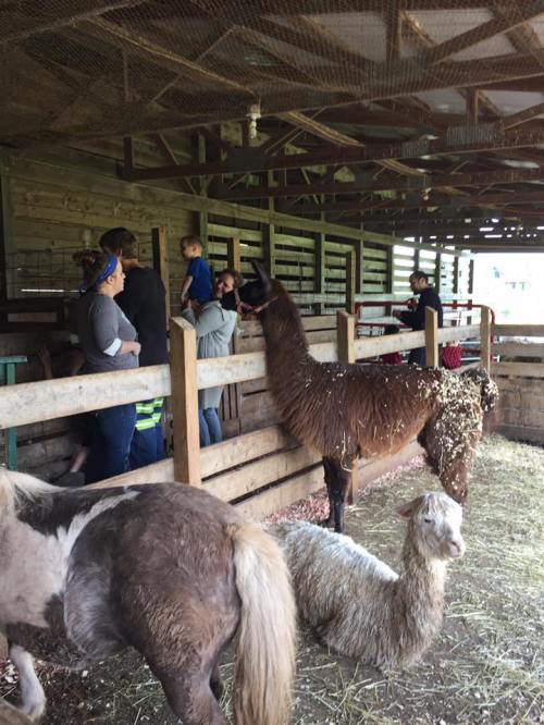 A group of people interacting with llamas and other animals in a barn setting.