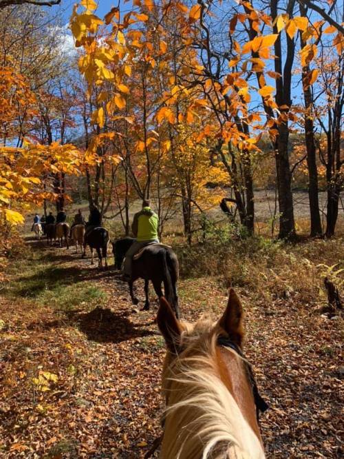 A group of horseback riders trails through a colorful autumn forest with vibrant orange and yellow leaves.
