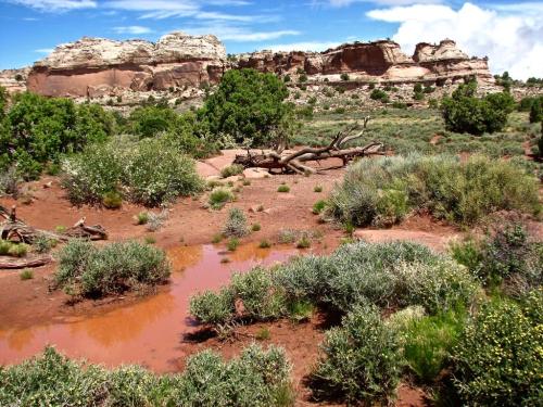 A desert landscape with green shrubs, a small puddle, and rocky cliffs under a blue sky with scattered clouds.