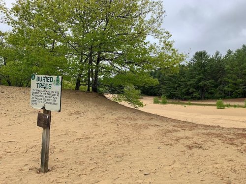 Sign about buried trees in a sandy area, with green trees in the background under a cloudy sky.