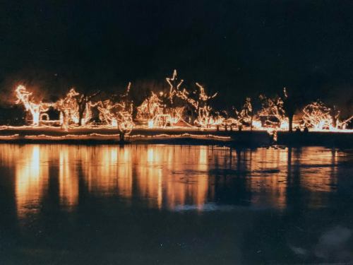 A serene night scene with trees adorned in glowing lights, reflecting on a calm body of water.