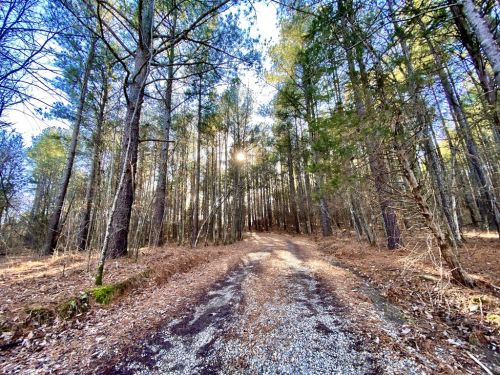 A gravel path winding through a forest of tall trees, with sunlight filtering through the branches.