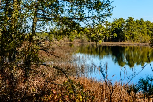 A serene lake surrounded by trees and tall grasses, reflecting the clear blue sky and sunlight.