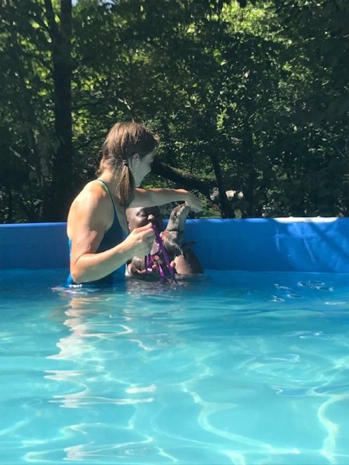 A woman and a dog play together in a blue pool surrounded by trees on a sunny day.