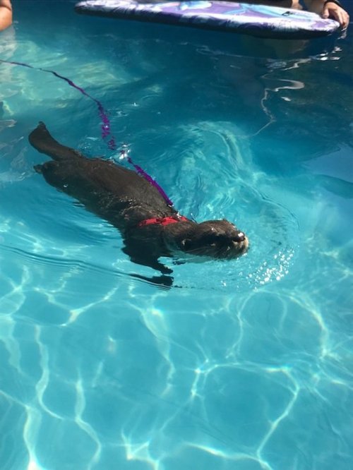 An otter swimming in a clear blue pool, wearing a red harness and leash.