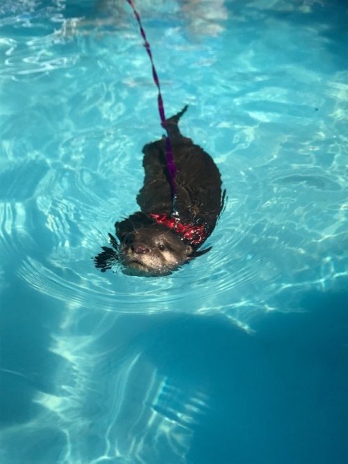 An otter swimming in a clear blue pool, wearing a red harness and leash.